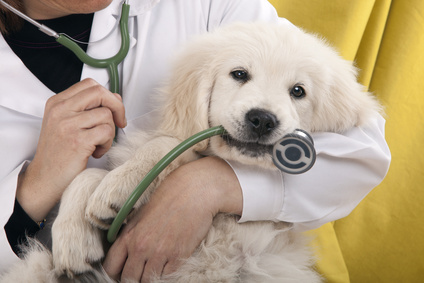 Caninursing