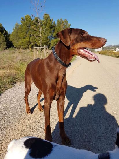 Dixie 36