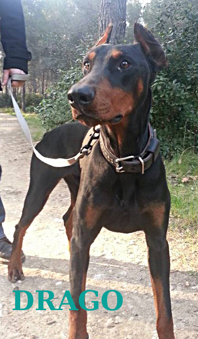 Drago 14
