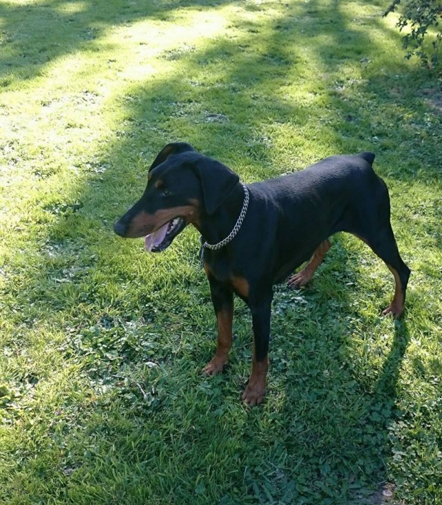 Hellie