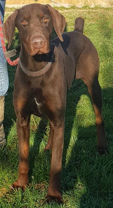 Nala d12