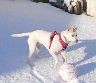 Neige