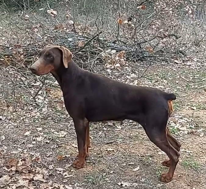 O hara11