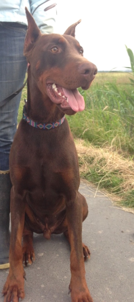 Odie a10
