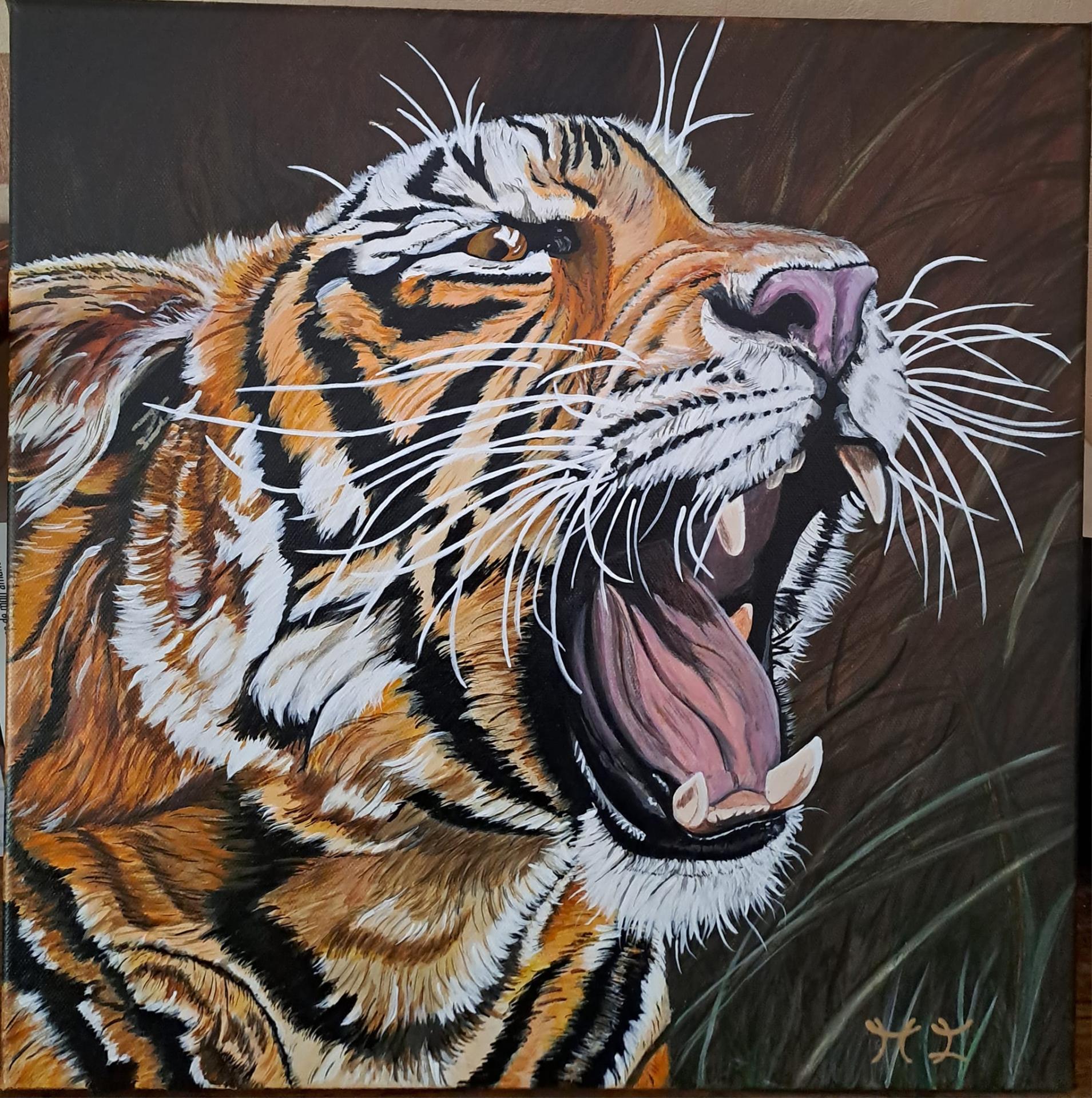 Tigre