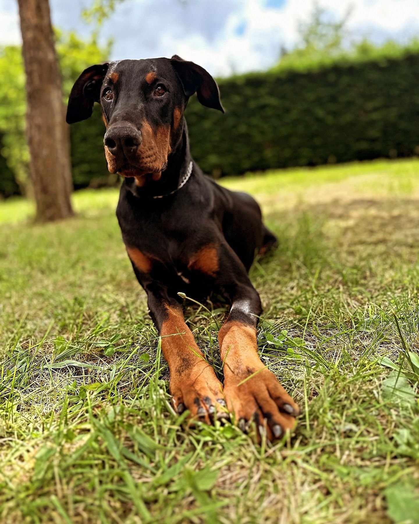 Tyson 1